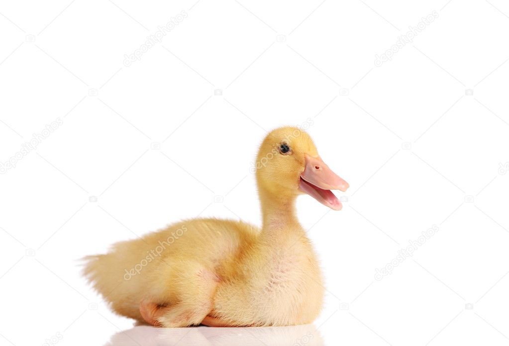 Little duckling sitting or resting