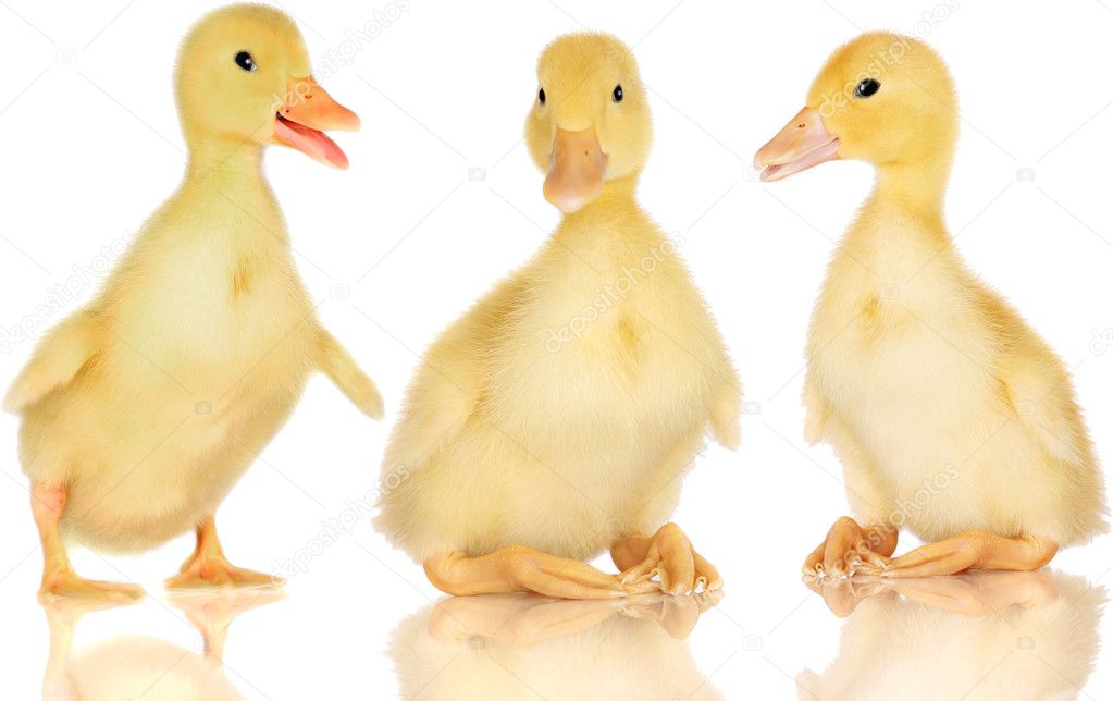 Three ducklings on white