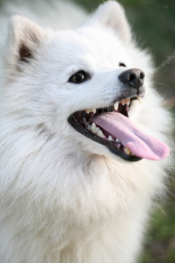 White Alaskan Eskimo dog — Stock Photo © jarenwicklund #2646434