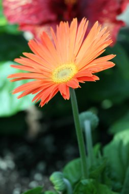 Turuncu gerbera papatya