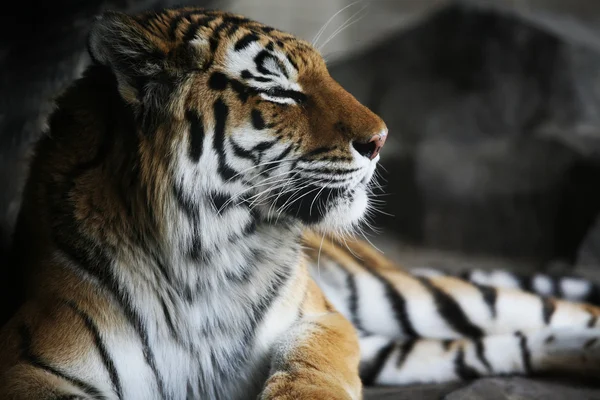 Handsome tiger resting — Stock Photo, Image