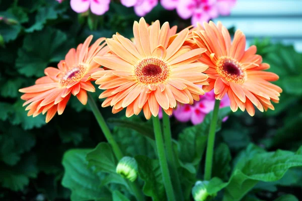 Group of three gerbera daisies — Stock Photo, Image