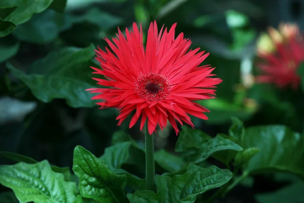 先の尖った花弁を持つ赤いデイジー — ストック写真