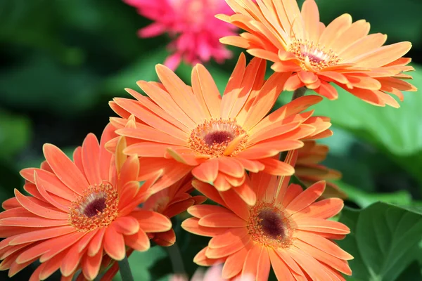Group of orange gerbera daisies — Stock Photo, Image