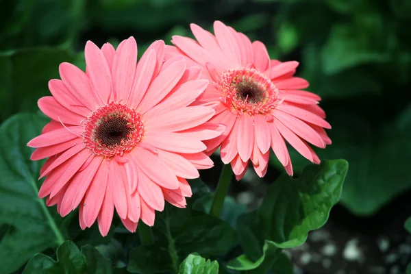 Two pink gerbera daisies — Stock Photo, Image