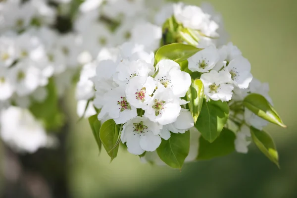 Zarte Apfel- oder Pflaumenblüten — Stockfoto