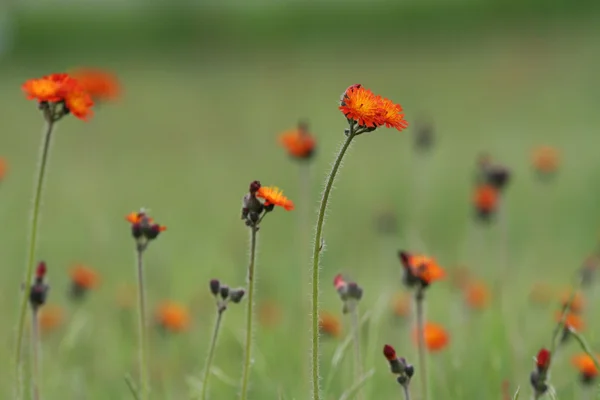 Campo de flores silvestres laranja — Fotografia de Stock