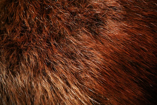 Pele de castor autêntica — Fotografia de Stock