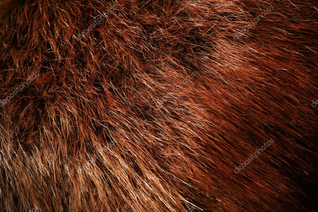 Authentic beaver fur — Stock Photo © jarenwicklund 2671559
