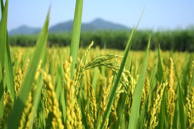 Rice paddy clipart