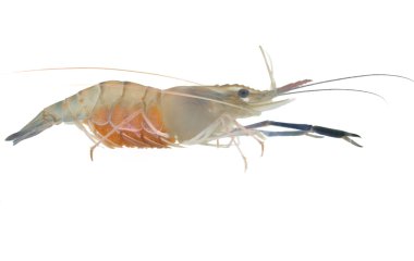 Shrimp pregnant clipart