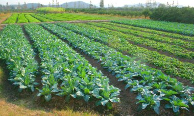 Vegetable garden clipart