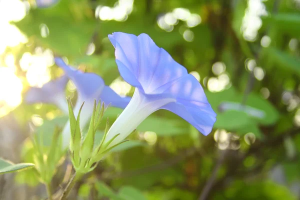 stock image Morning glory