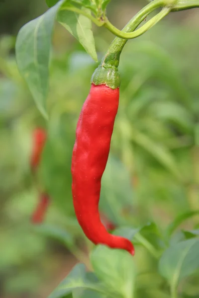 Hot peppers chili at the plants — Stock Photo, Image