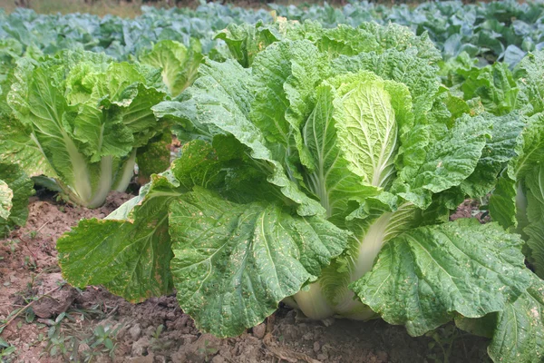 Vegetable field — Stock Photo, Image