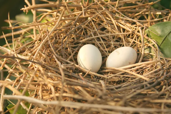 Isolated Bird's Nest — Stock Photo, Image