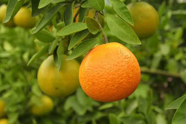 一棵树上的新鲜橙子 — 图库照片