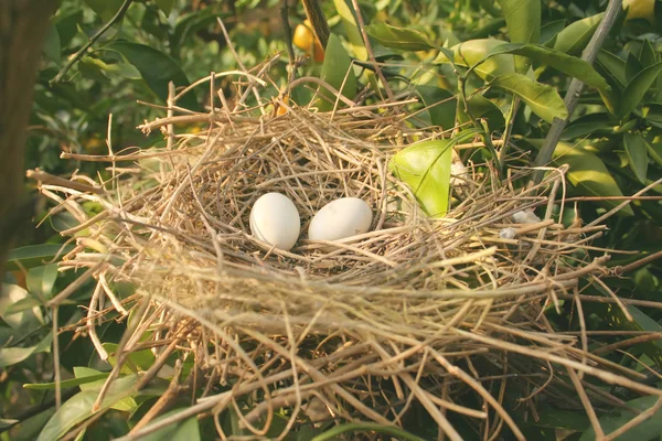 Isolated Bird's Nest — Stock Photo, Image