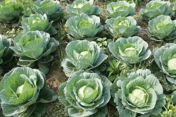 Cabbage field — Stock Photo, Image