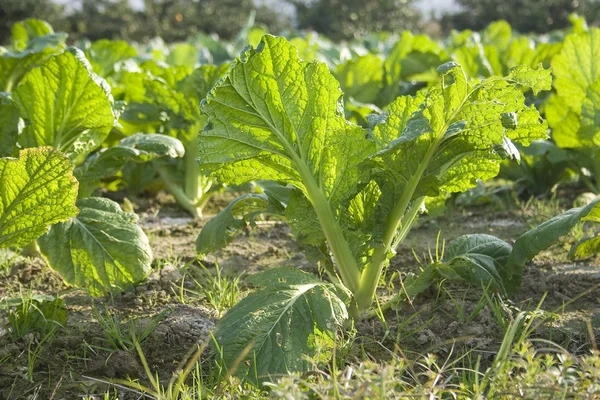 Légumes dans les terres agricoles — Photo