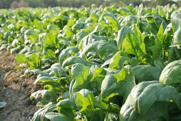 Spinach in the farmland — Stock Photo, Image