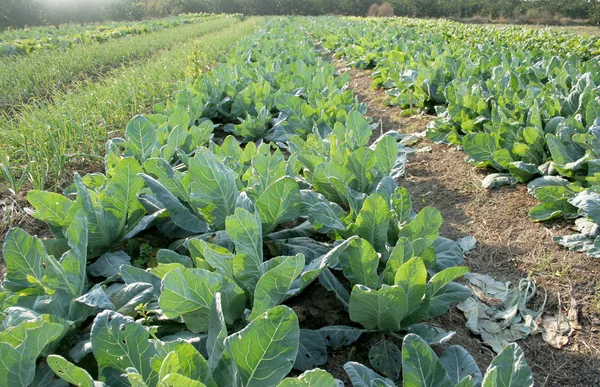 Zöldségek, a mezőgazdasági területek — Stock Fotó
