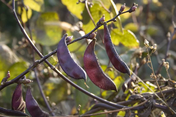 紫の極豆 — ストック写真