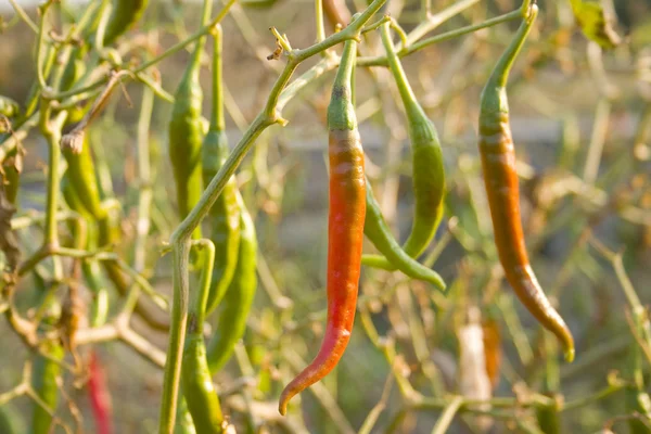 Chili plant — Stockfoto
