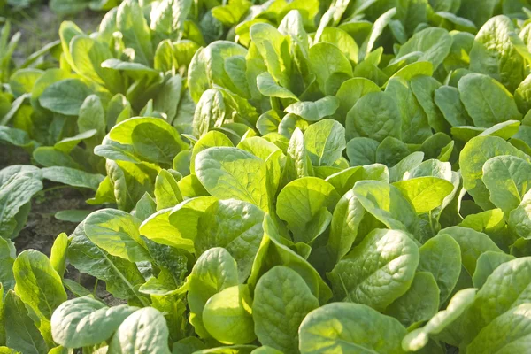 Hojas de verduras verdes — Foto de Stock