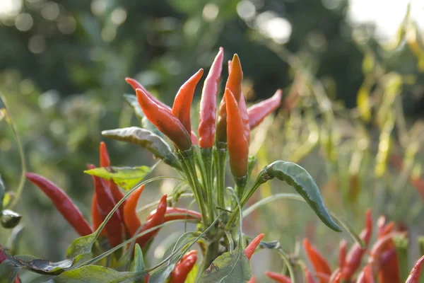 Chili roślin — Zdjęcie stockowe