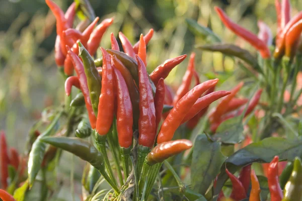 Planta Chili — Fotografia de Stock