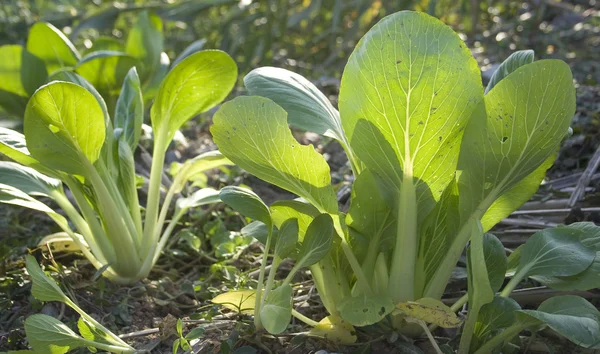 Shanghai Bok Choy in the Field — Stock Photo, Image