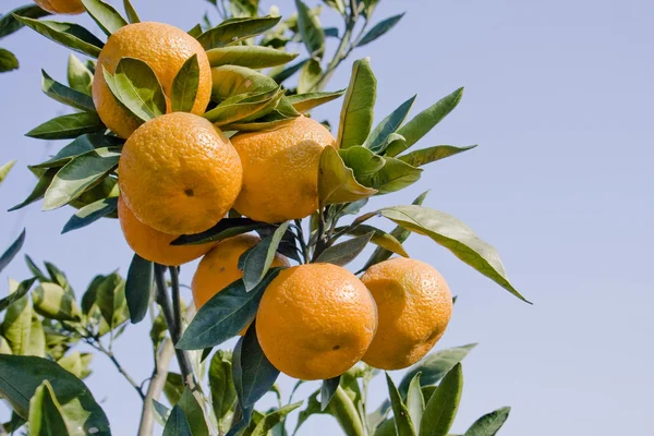 Спелые апельсины растут в саду — стоковое фото