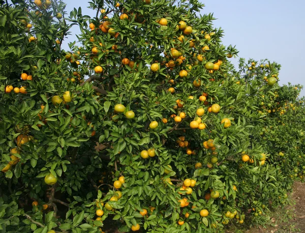 Verse sinaasappelen op een boom Stockfoto