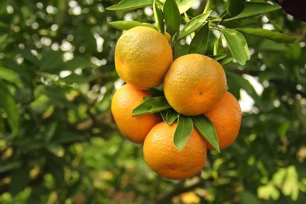 Pomarańcze na drzewie Obrazek Stockowy