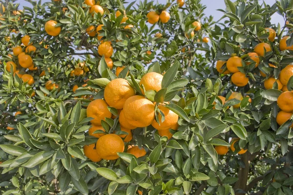 Rijp sinaasappelen groeien in een boomgaard Stockafbeelding