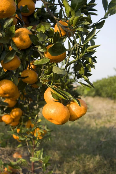 Εσπεριδοειδή πορτοκαλιά αυξάνεται σε ένα δέντρο Εικόνα Αρχείου