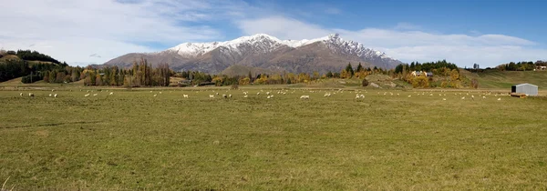 Panorama Nueva Zelanda — Foto de Stock