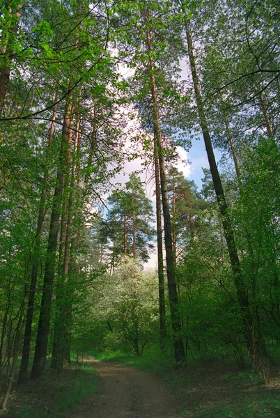 Bosque de primavera. — Foto de Stock