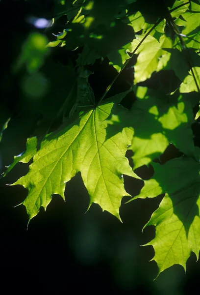 Кленовые листья — стоковое фото