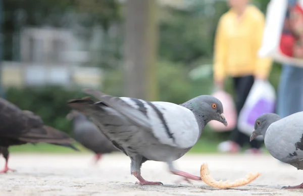 Two city pigeons — Stock Photo, Image
