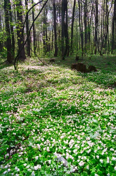 Foresta di primavera. — Foto Stock
