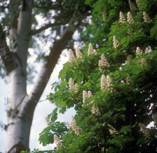 Chestnut blossoms — Stock Photo, Image