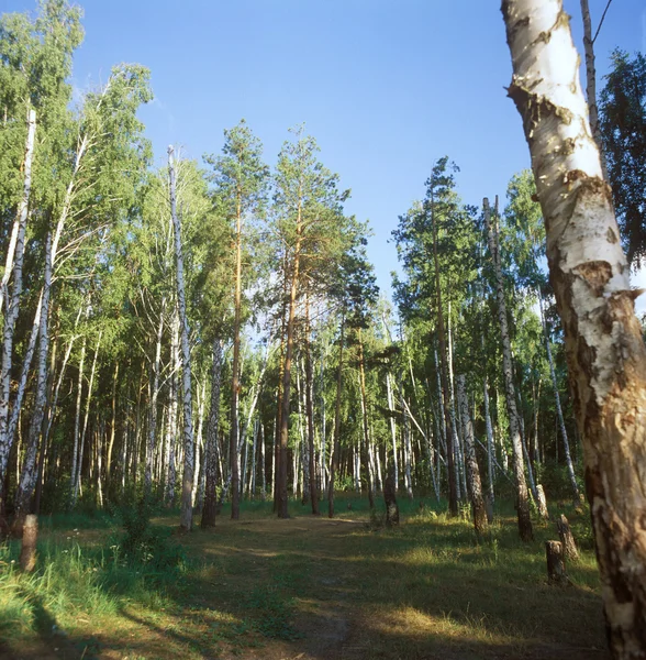 Camino forestal . — Foto de Stock