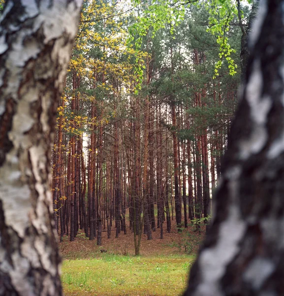 Весенний лес. — стоковое фото