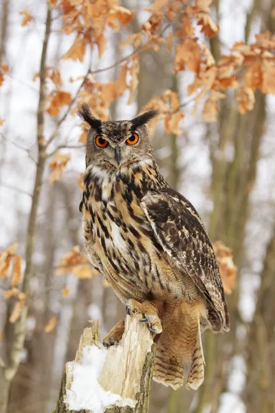 Beautiful Eagel owl Bubo Bubo — Stock Photo, Image