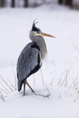 Beautiful Grey Heron /Area cinerea/