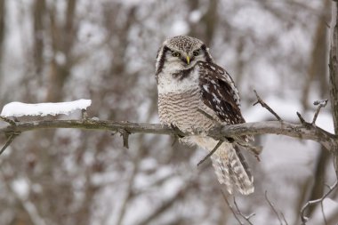 Hawk owl /Surnia ulula/