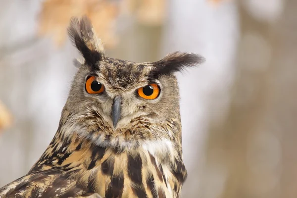 Beautiful Eagel owl Bubo Bubo — Stock Photo, Image