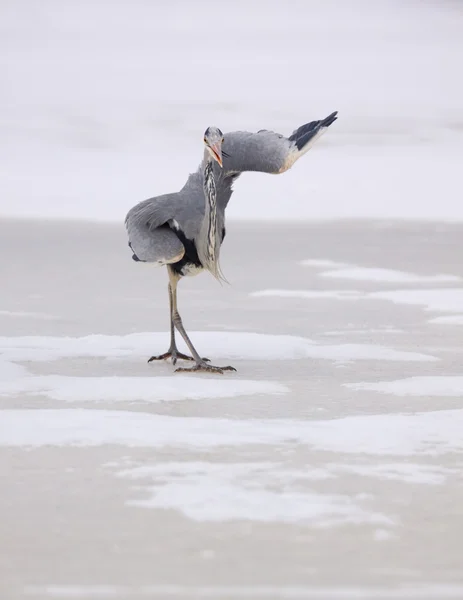 Funny Grey Heron /Area cinerea/ — 스톡 사진